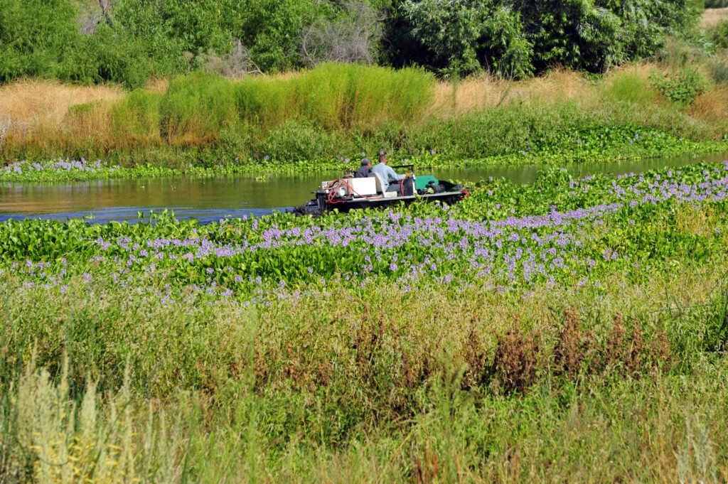 Marshland Vegetation Control in Texas