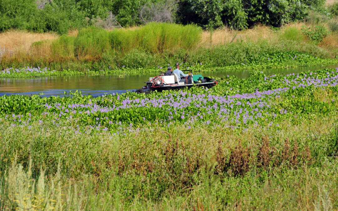 Marshland Vegetation Control in Texas: Non-Chemical Solutions