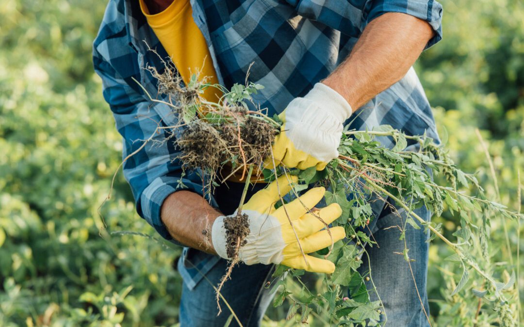 Exploring the Benefits of Bioherbicides for Weed Control